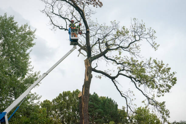 Reliable Rockwell, AR Tree Care Solutions