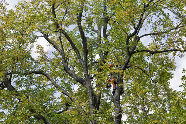 How Our Tree Care Process Works  in  Rockwell, AR